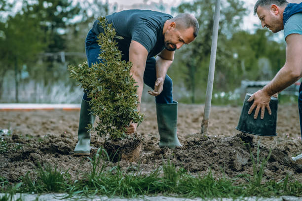 Best Utility Line Clearance  in Brooklet, GA